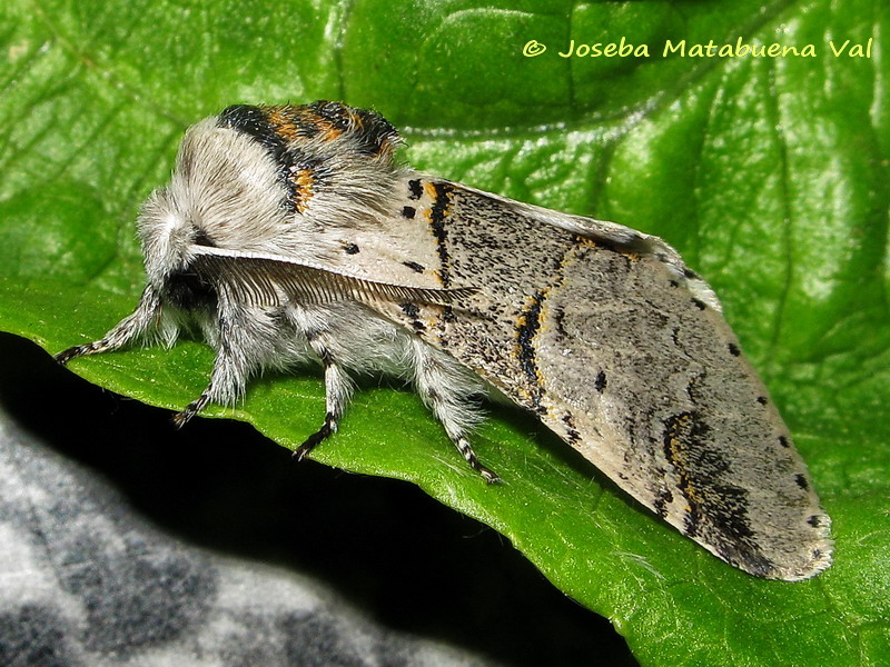 Furcula bifida - Notodontidae